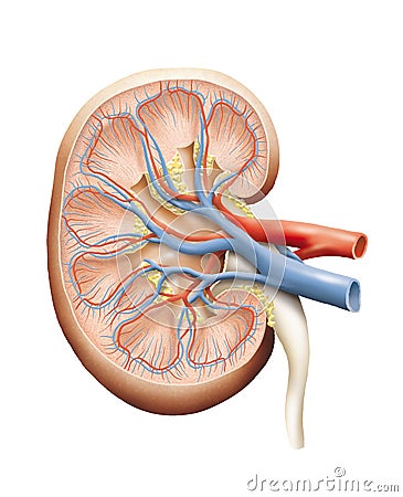Human kidney Cartoon Illustration