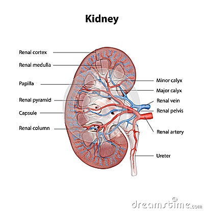 Human kidney cross section, scientific background, anatomy, urinary system with main parts labeled, 3d Cartoon Illustration