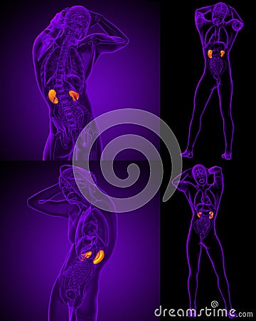 human kidney Cartoon Illustration