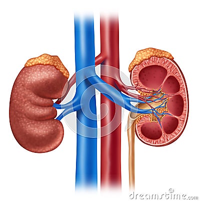 Human Kidney Diagram Royalty Free Stock Photos - Image: 24696938