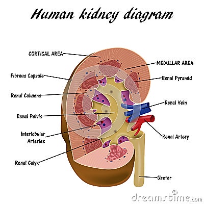 Human Kidney Diagram Vector Illustration