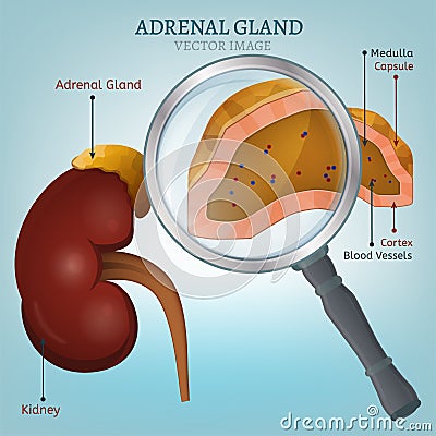 Adrenal Gland Image Vector Illustration