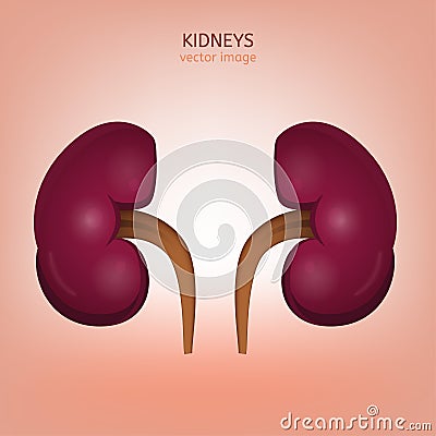 Human kidney image Vector Illustration