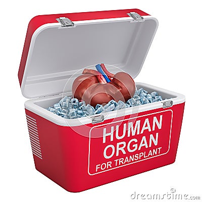 Human kidney inside portable fridge for transporting donor organ Stock Photo