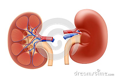 Human kidney. Internal organs anatomy. Urinary system. Realistic 3d Vector illustration Vector Illustration