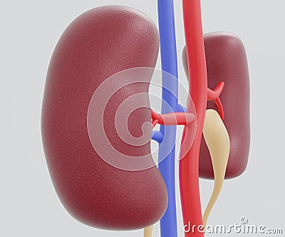 human kidney or renal capsule and the blood vessels Stock Photo