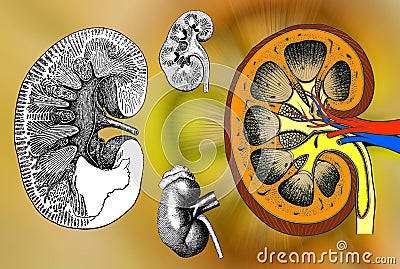 Human Kidney structure Stock Photo