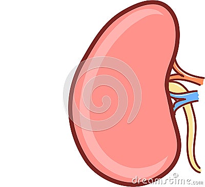 Human kidney, vector Vector Illustration