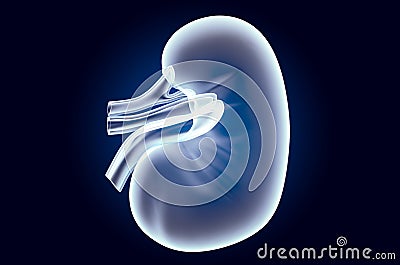 Human Kidney, x-ray hologram. 3D rendering Stock Photo