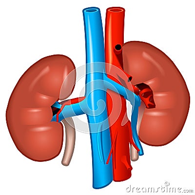 Human kidneys Vector Illustration