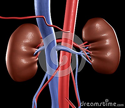 Human Kidneys Stock Photo