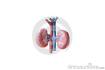 Human Kidneys Anatomical Model on white background Stock Photo