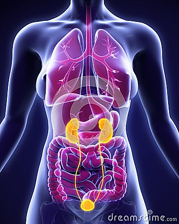 Human Kidneys Anatomy Stock Photo