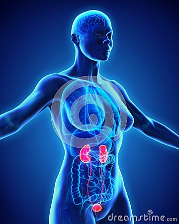 Human Kidneys Anatomy Stock Photo