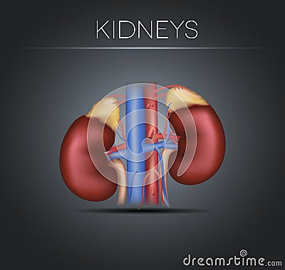 Human kidneys on a black gradient background Vector Illustration