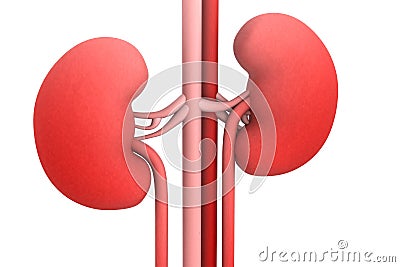 Human kidneys Stock Photo