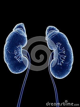 The human kidneys Cartoon Illustration