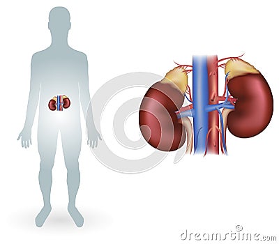 Human kidneys Vector Illustration