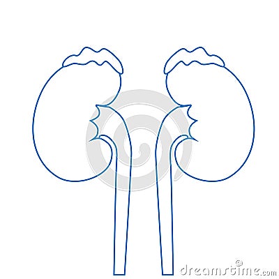 Human kidneys, excretory system. Icon, linear vector illustration Stock Photo