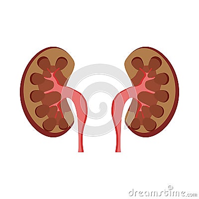 Human kidneys icon, cartoon style Vector Illustration