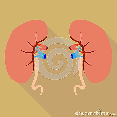 Human kidneys Vector Illustration