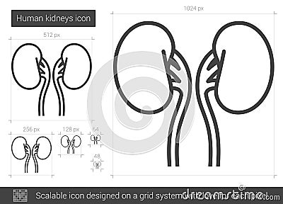 Human kidneys line icon. Vector Illustration