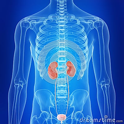 The human kidneys Cartoon Illustration