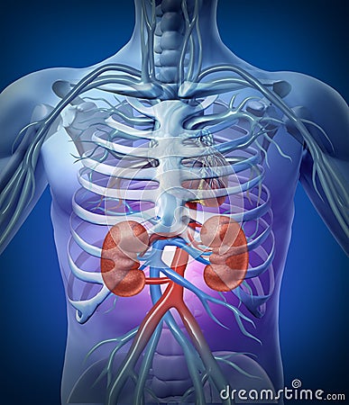 Human Kidneys With Skeleton Cartoon Illustration