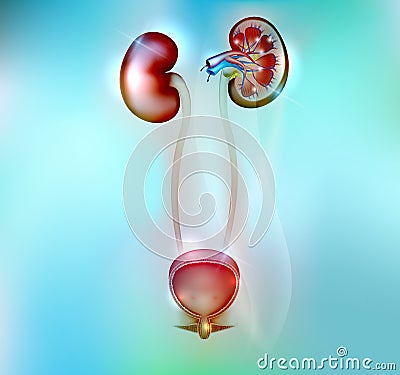 Human kidneys and urinary bladder anatomy Vector Illustration