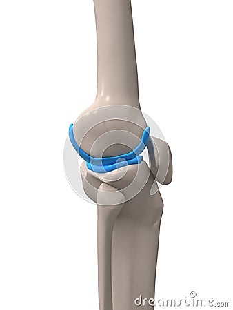 Human knee Cartoon Illustration