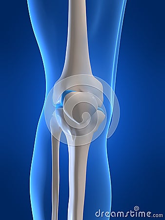 Human knee Cartoon Illustration