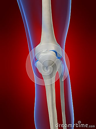 Human knee Cartoon Illustration