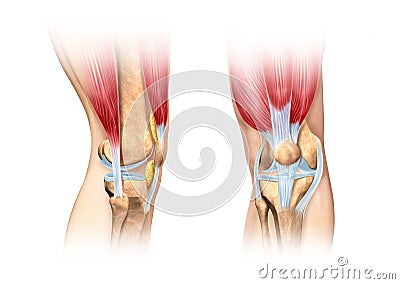 Human knee cutaway illustration. Anatomy image. Cartoon Illustration