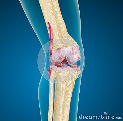 Human knee joint. Stock Photo