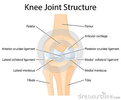 Human Knee joint anatomy. Ligaments of the knee. Anterior and Posterior cruciate ligaments, Patellar and Quadriceps, tendons, Vector Illustration