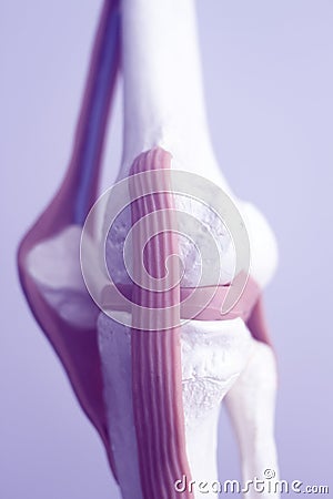 Human knee joint meniscus model Stock Photo