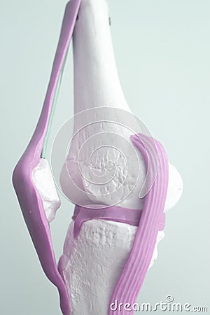 Human Knee Joint Meniscus Model Royalty Biology Diagrams