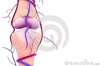 Human knee joints Cartoon Illustration
