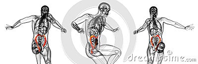 human larg intestine Cartoon Illustration