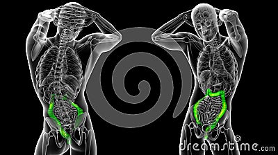 human larg intestine Cartoon Illustration