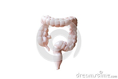 Human Large intestine Anatomical Model on white background Stock Photo