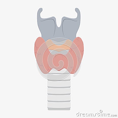 Human larynx anatomy Cartoon Illustration