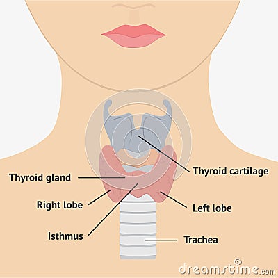 Human larynx anatomy Cartoon Illustration