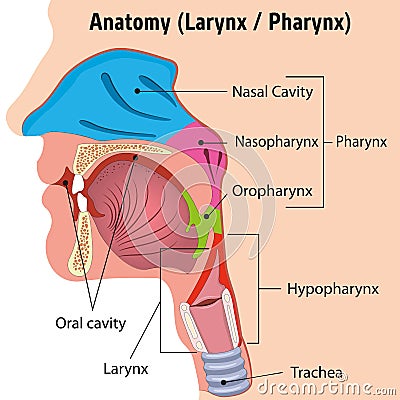 Human Larynx and Internal Pharynx Anatomy Head Illustration, Close Vector Illustration