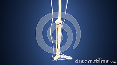 3d illustration of skeleton leg bone anatomy Stock Photo