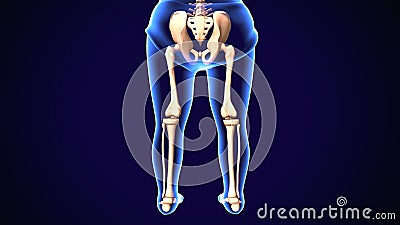 3d render of human skeleton lower leg pain anatomy Stock Photo