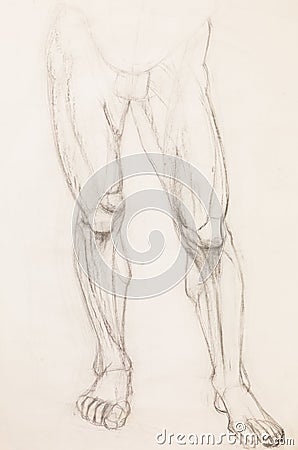 Human legs, anatomy study Cartoon Illustration