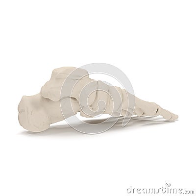 Human Legs Skeleton Bones on white. 3D illustration Cartoon Illustration