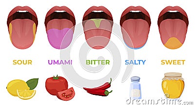 Human linguistic taste receptors vector flat illustration. Colored tongue zones in mouth Vector Illustration