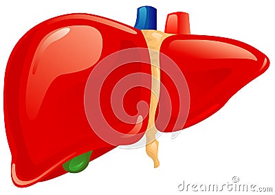 Human liver Vector Illustration